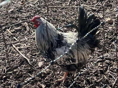 Silver Laced Wyandotte Rooster--8 Months Old