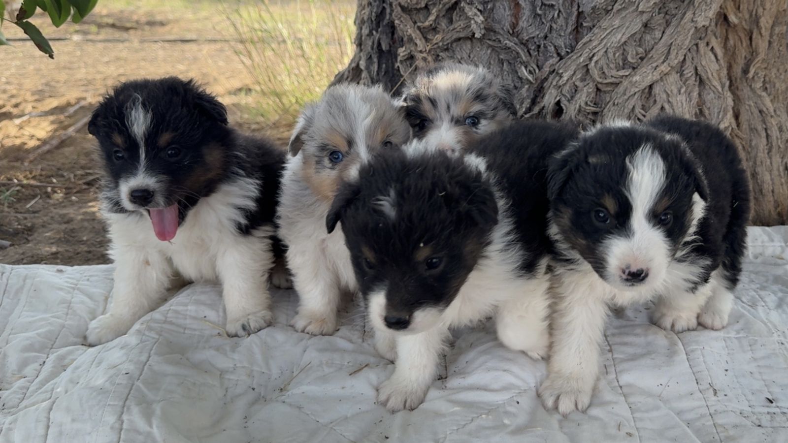 AKC Standard Australian Shepherd Puppies 