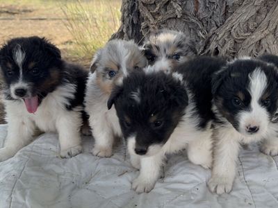 AKC Standard Australian Shepherd Puppies