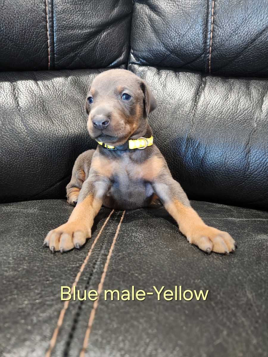 Doberman Puppy's READY TO GO April 15th!