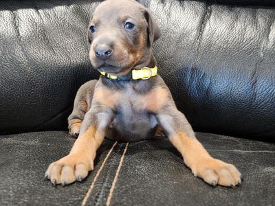 Doberman Puppy's READY TO GO April 15th!