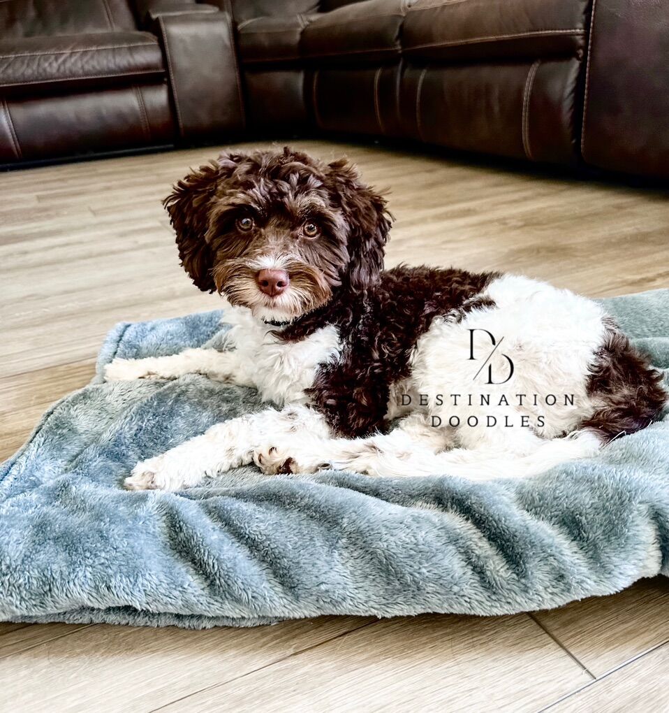 Gorgeous Brown Chocolate Cavapoo Stud