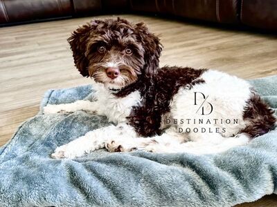 Gorgeous Brown Chocolate Cavapoo Stud