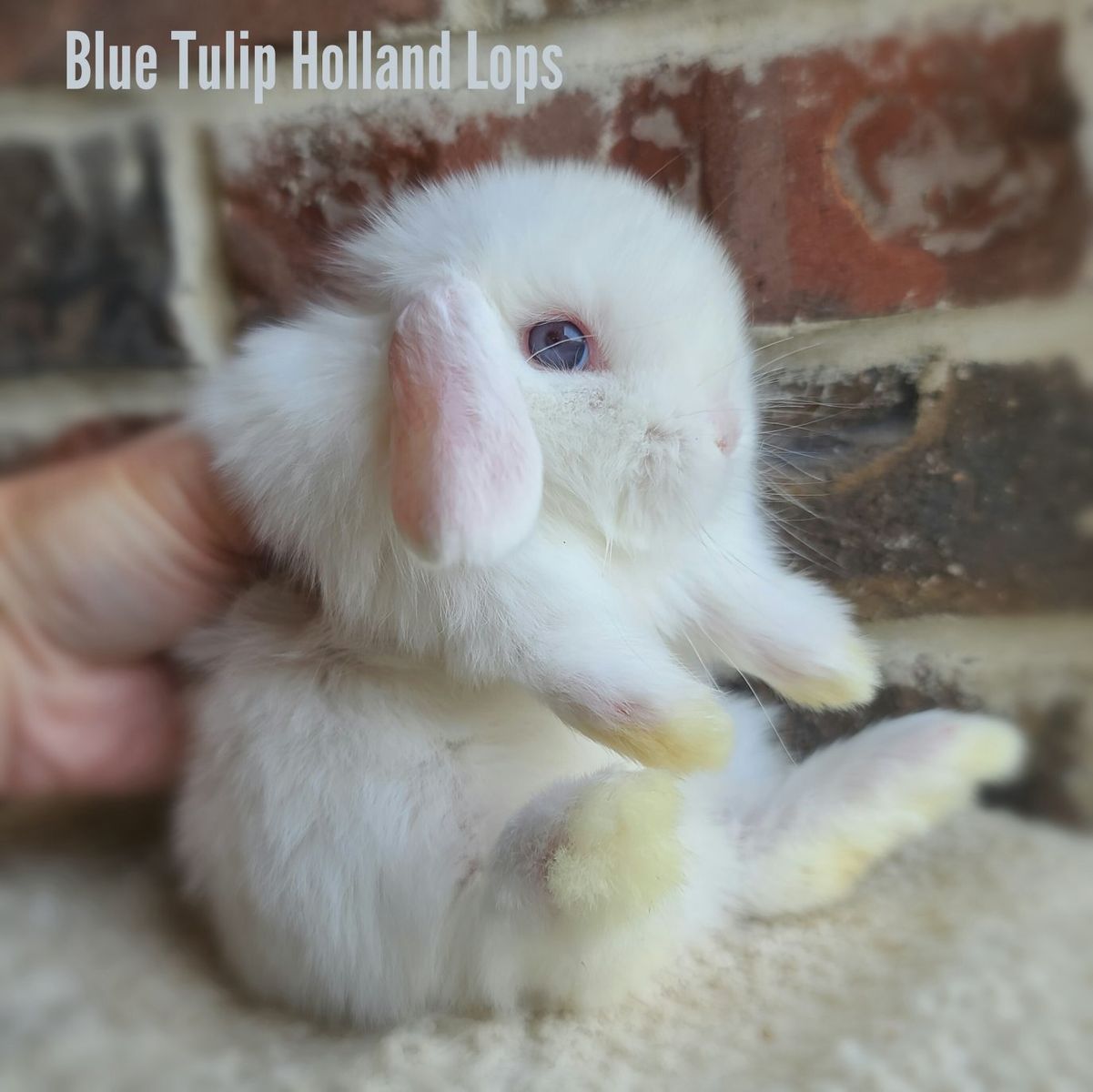 Sweet and Social Holland Lops
