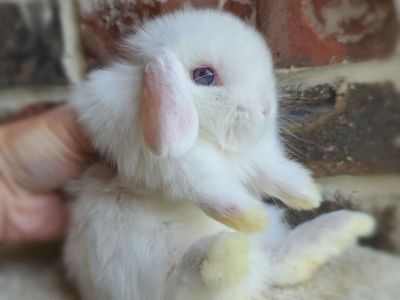 Sweet and Social Holland Lops