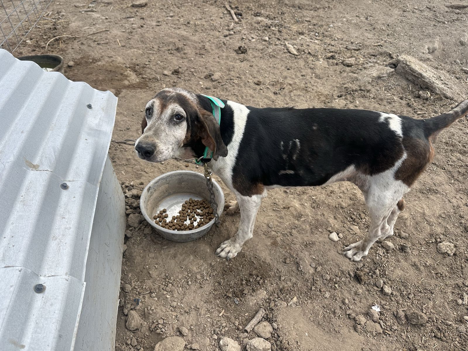 9 year old fixed Female bear and lion hound dog.