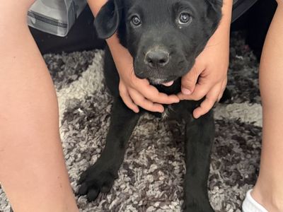 Puppies