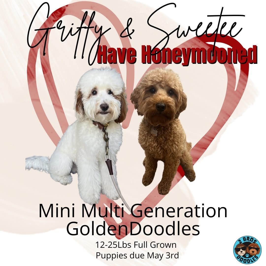 Doodle Puppy Available - Joey (Male)