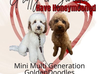 Doodle Puppy Available - Joey (Male)
