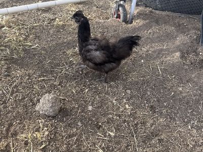Chicken for sale