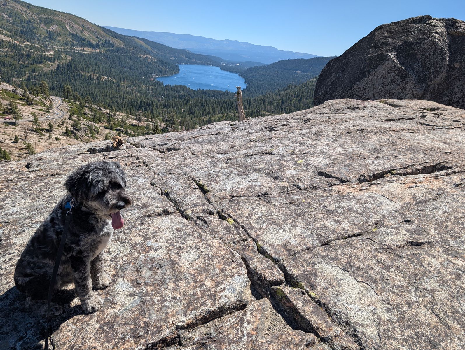 5 year old Aussiedoodle - Rehoming