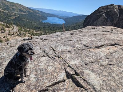 5 year old Aussiedoodle - Rehoming