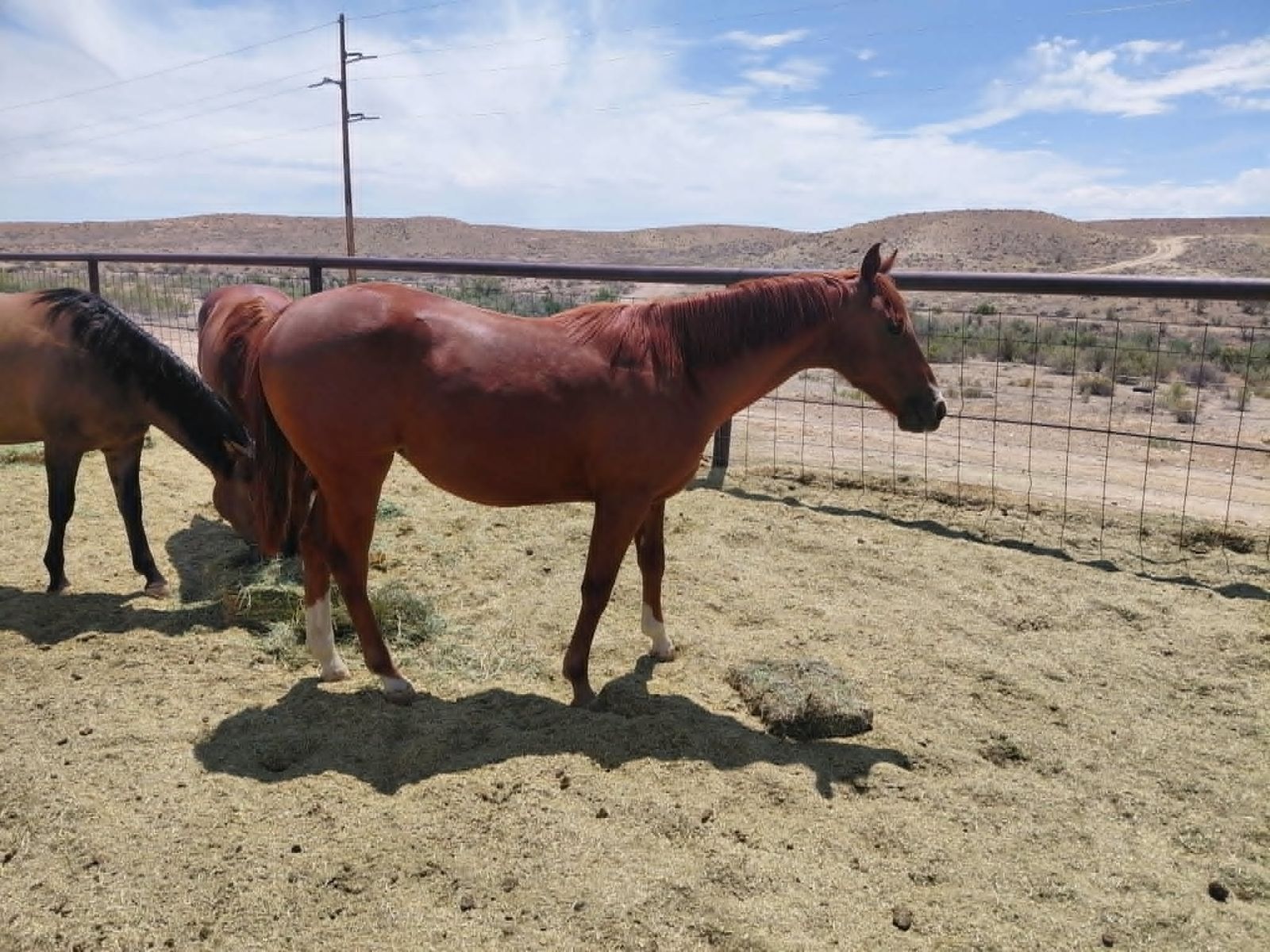 yearling filly