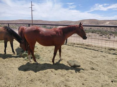 yearling filly