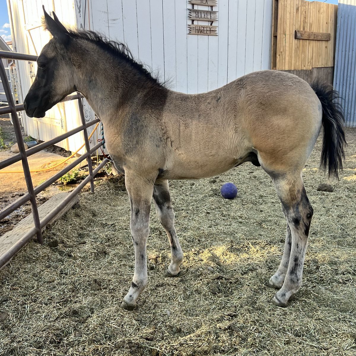 2025 AQHA Grulla Roan Stud Colt
