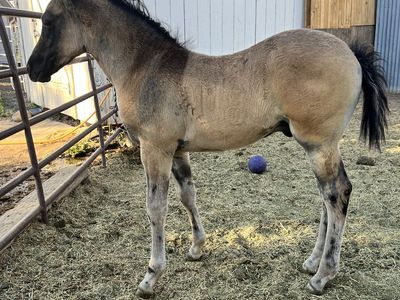 2025 AQHA Grulla Roan Stud Colt
