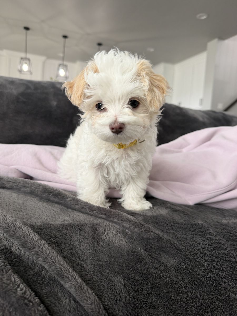 11 wk old Maltese puppy’s