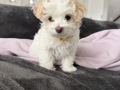 11 wk old Maltese puppy’s