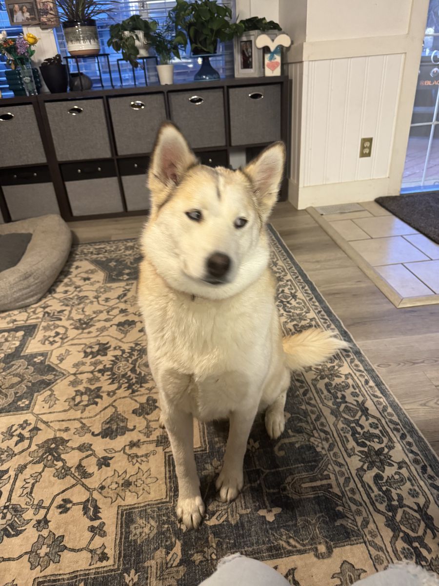 Juno (Sweet Girl) Husky Mix 1.5 Years Old