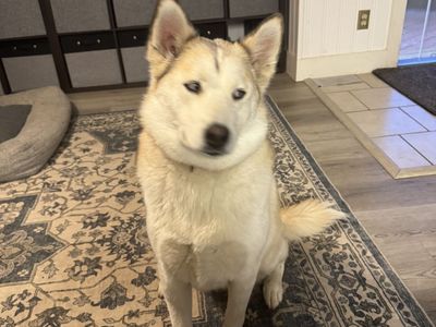 Juno (Sweet Girl) Husky Mix 1.5 Years Old