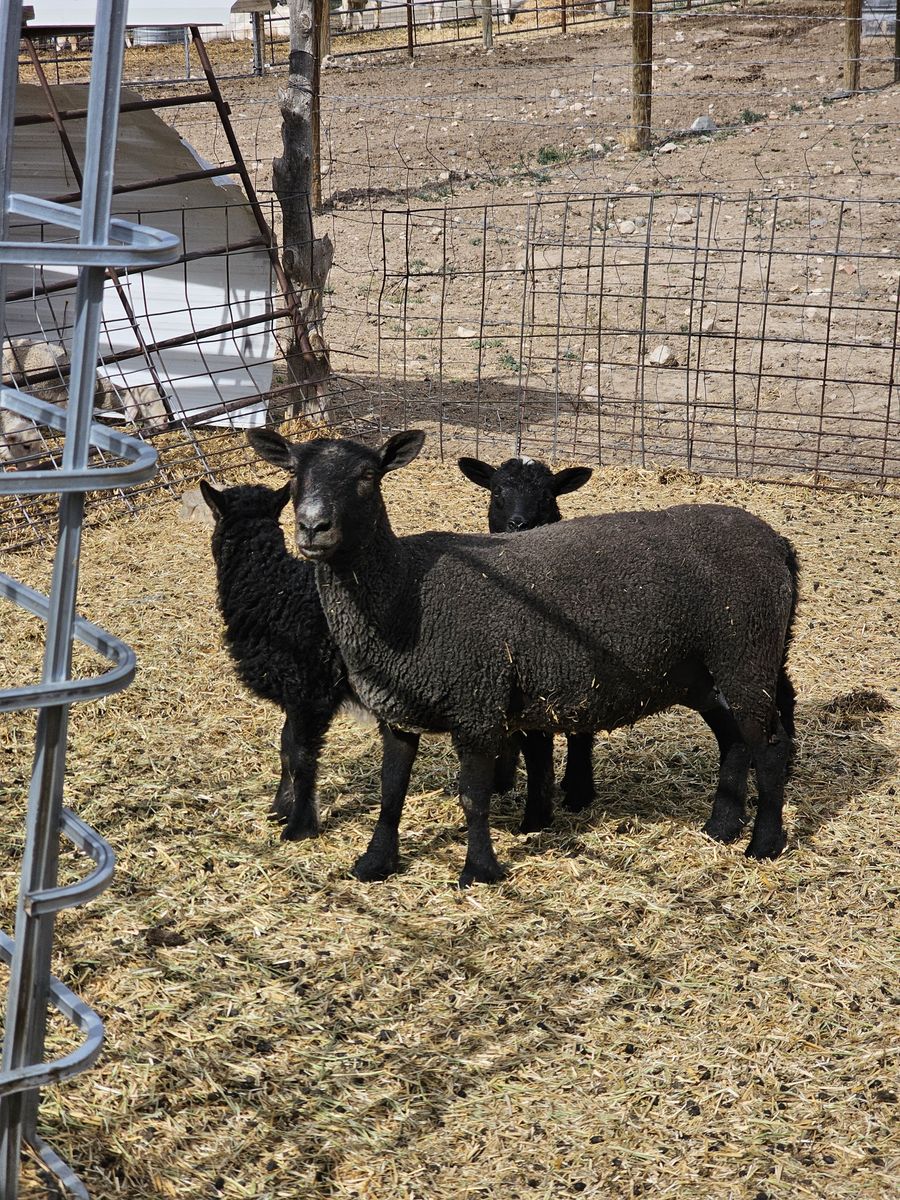 Baby doll ewes