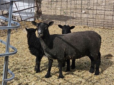 Baby doll ewes