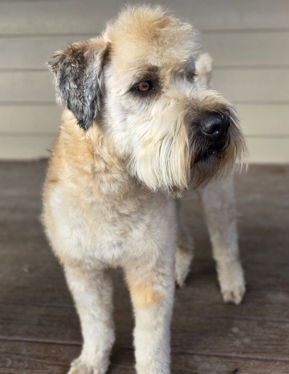 AKC Soft Coated Wheaten Terrier