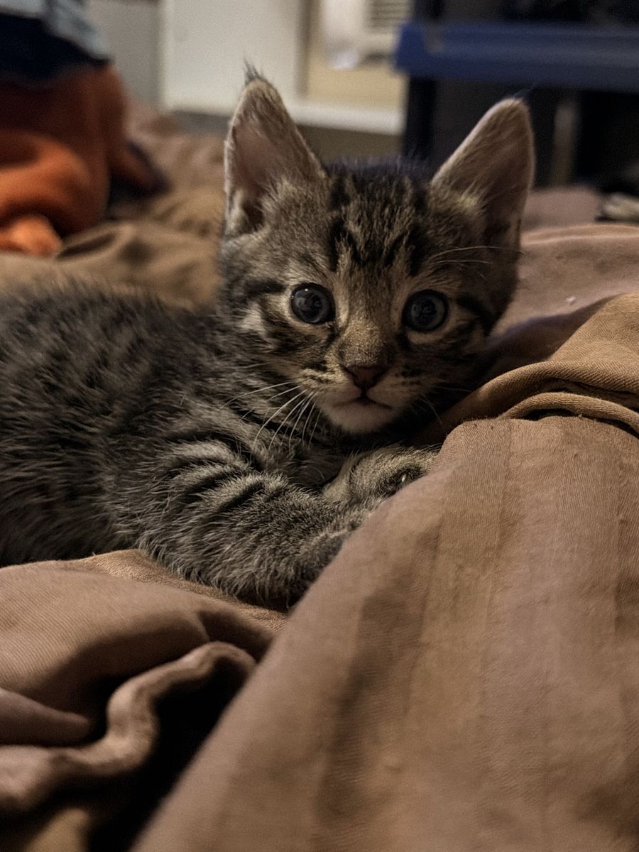 Adorable Bengal kittens - Ready for Their Forever Home this litter was not supposed to happen