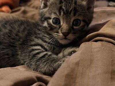 Adorable Bengal kittens - Ready for Their Forever Home this litter was not supposed to happen