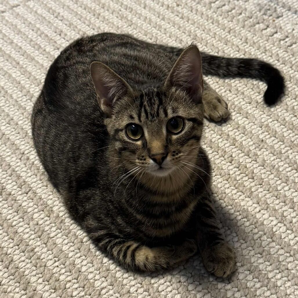 Domestic Short Hair