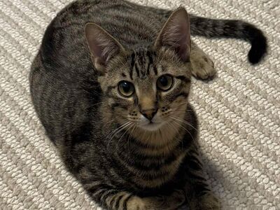 Domestic Short Hair