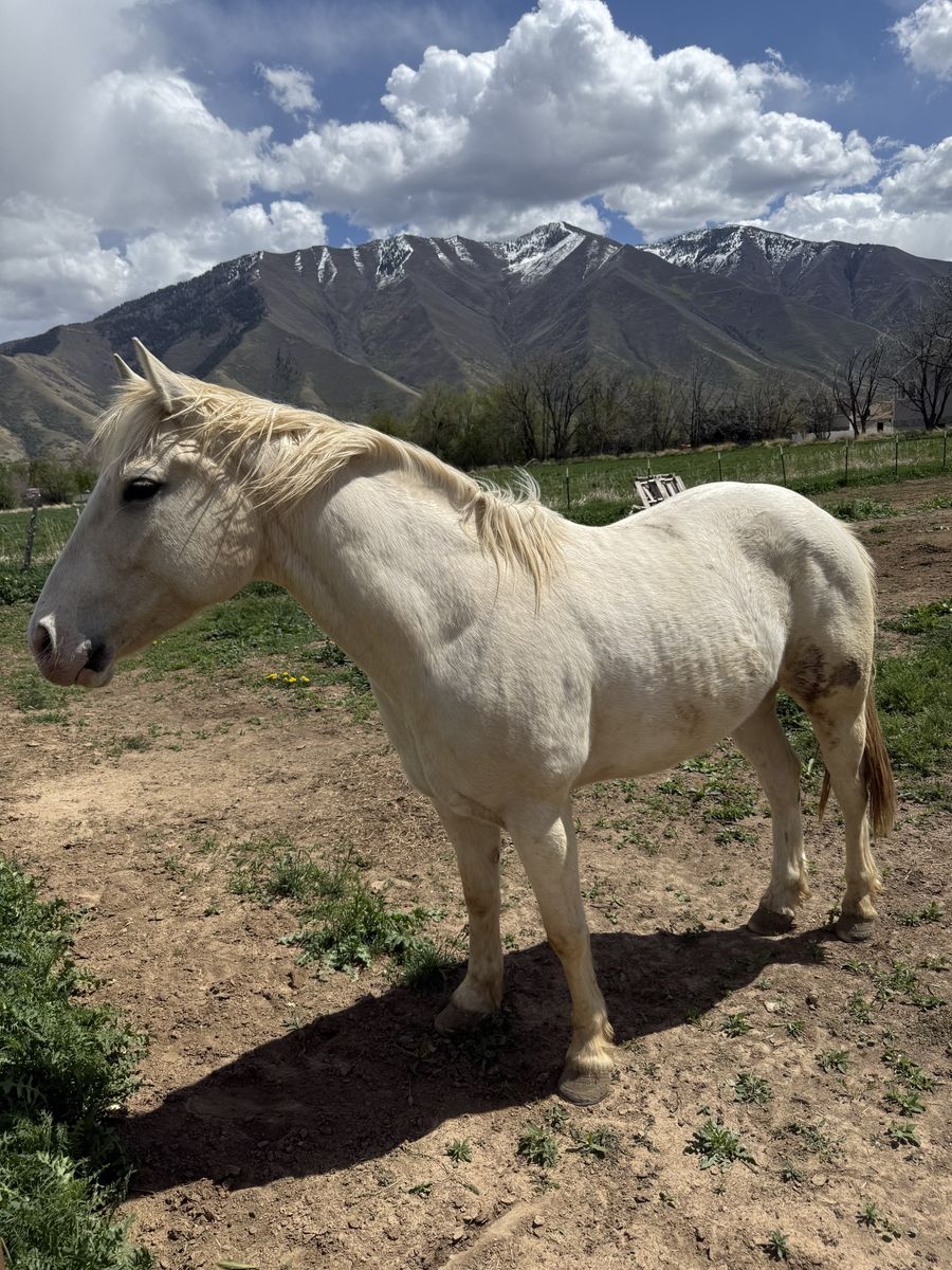 Young Gelding – 30 Days Ranch Riding – Needs a Confident Rider