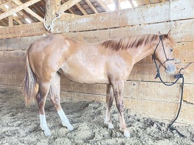2025 Meteles Cat Filly
