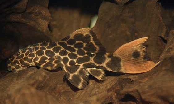L-114 red tail sternella pleco