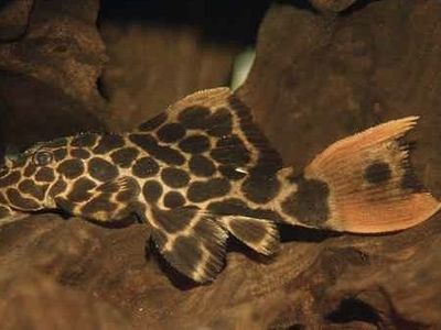 L-114 red tail sternella pleco