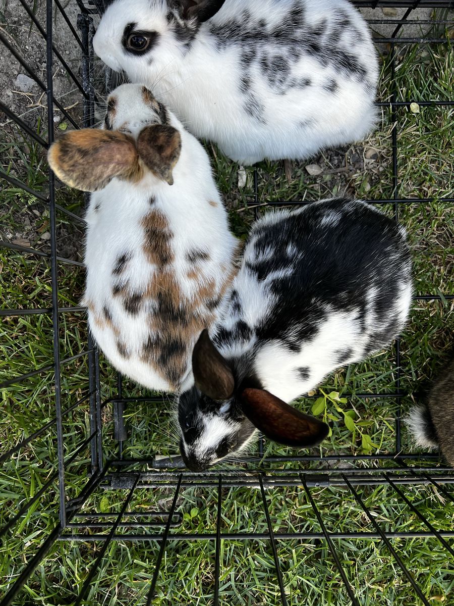 Pet Rabbits - Spotted and Agouti Bunnies