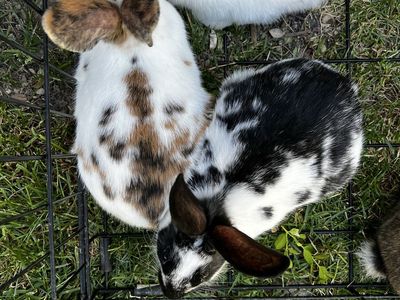 Pet Rabbits - Spotted and Agouti Bunnies