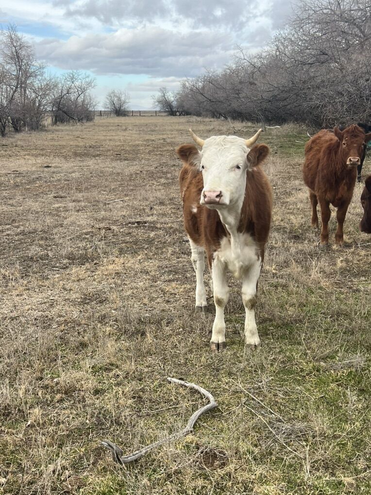 Simmental X Fleckvieh Heifer.