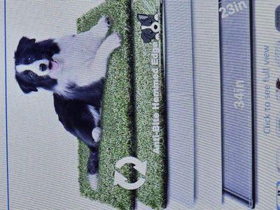 Fake Grass Dog Litter Box, New
