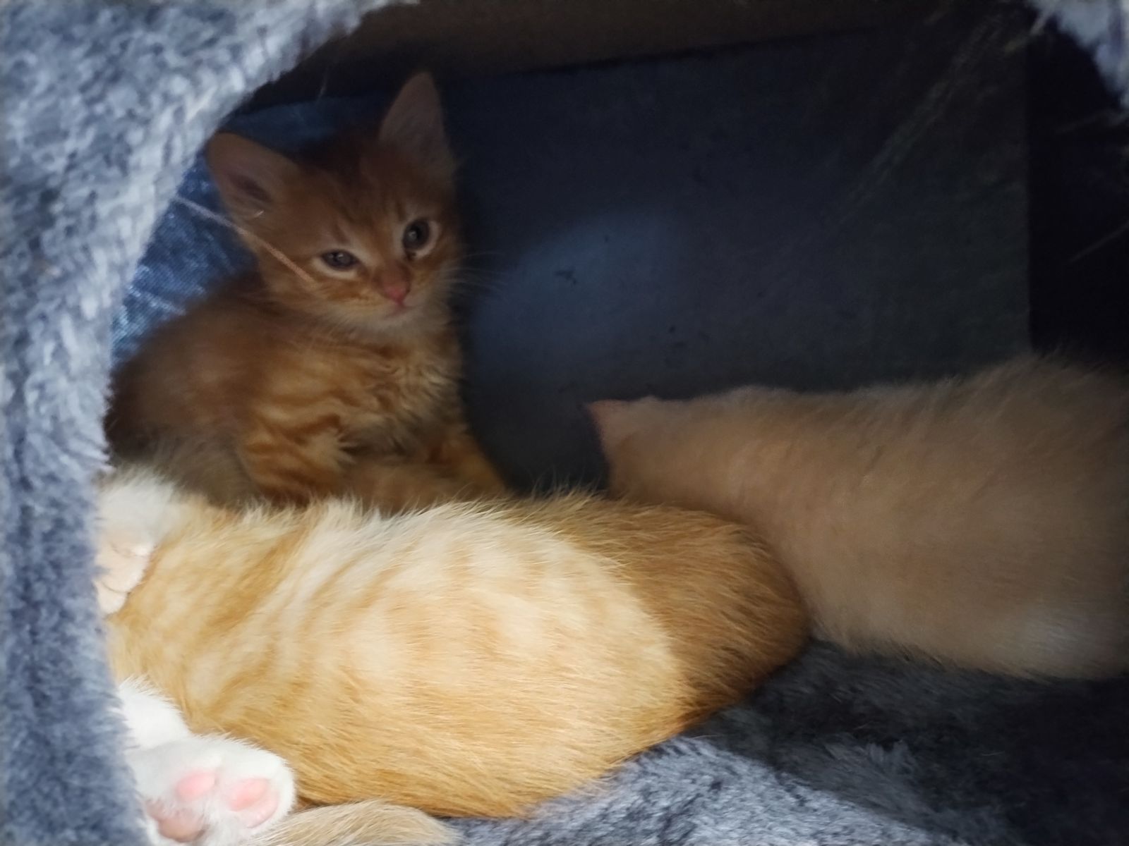 Kittens for Sale