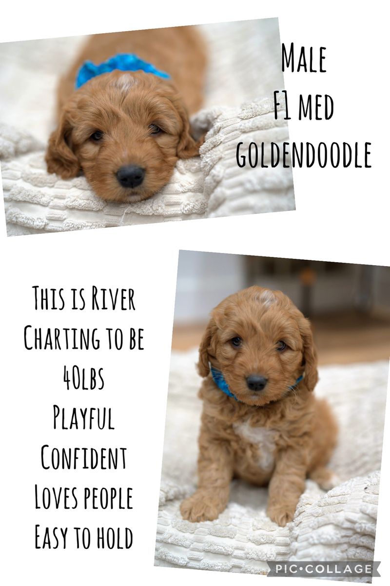 F1 Medium Red Goldendoodle Puppies