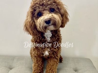 14lb Beautiful Cavapoo FF Bb Ssp