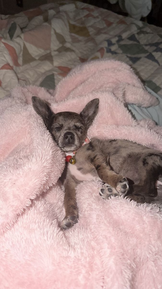 4 month old Chihuahua puppy