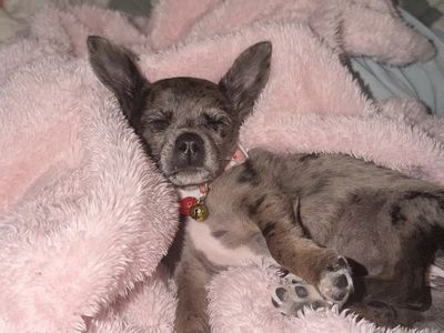 4 month old Chihuahua puppy