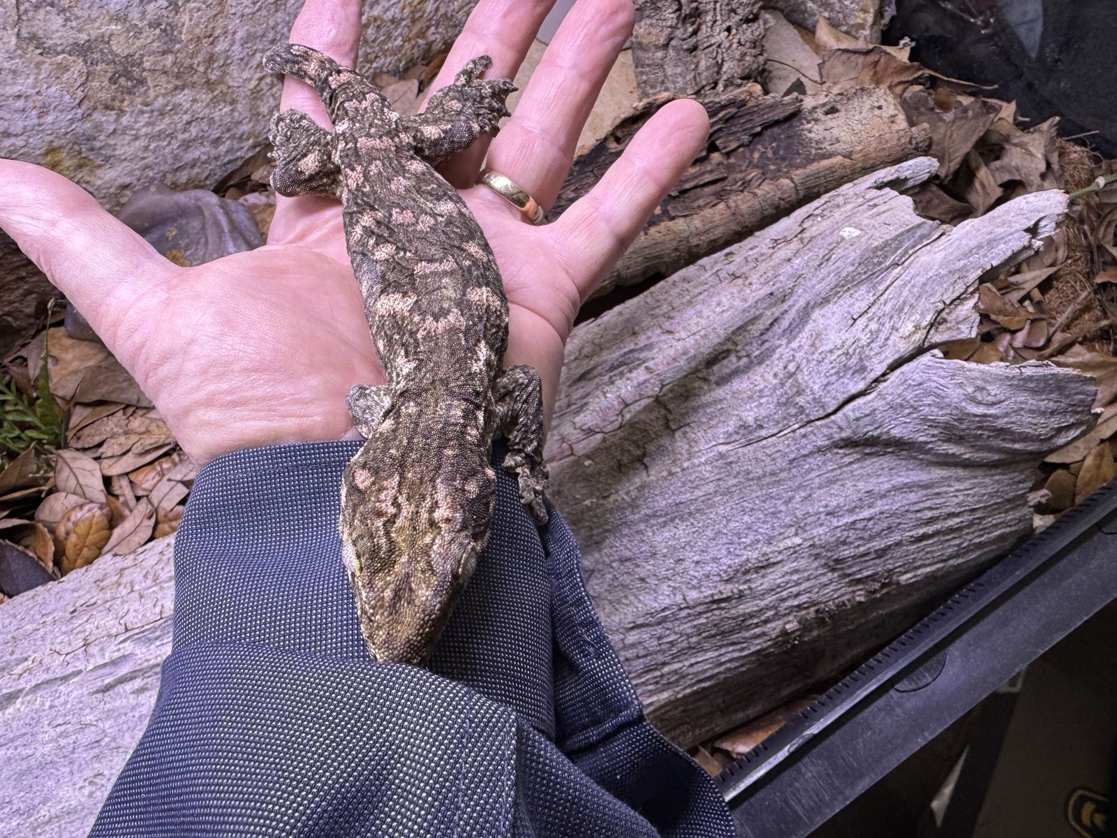 Leachi gecko with terrarium