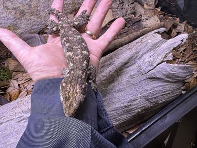 Leachi gecko with terrarium