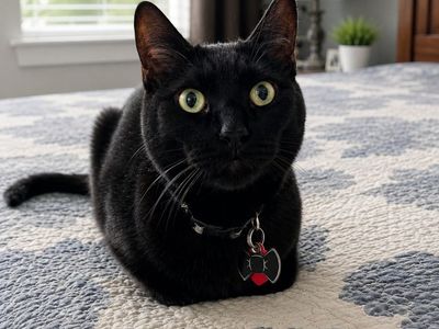 Sweet Black Cat Looking for His Purr-fect Home