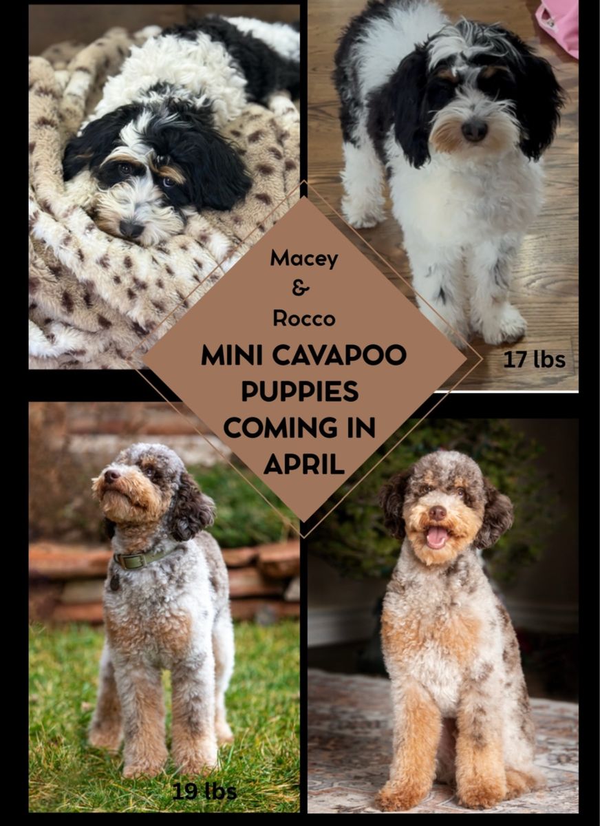Unique Cavapoo Puppies