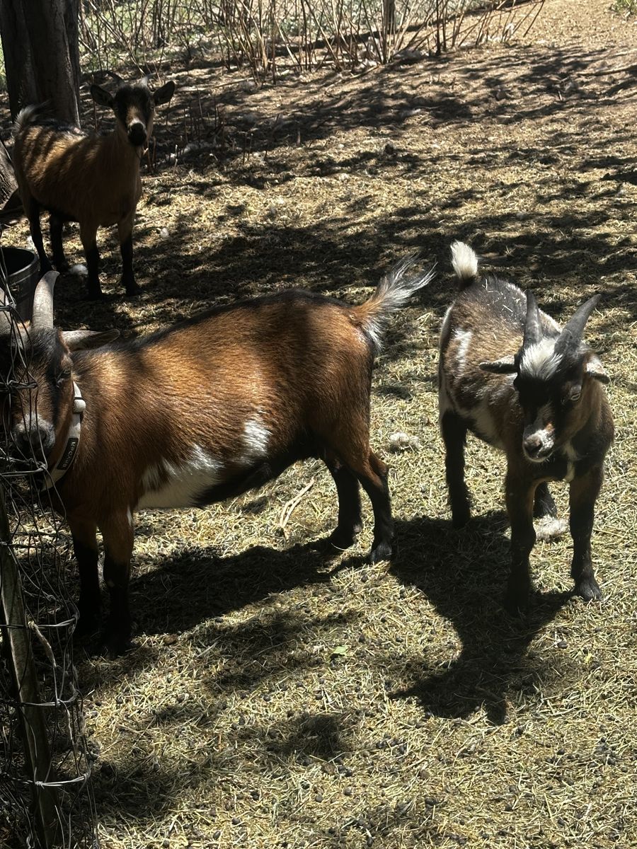 Nigerian pigmy goats