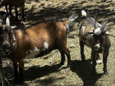 Nigerian pigmy goats